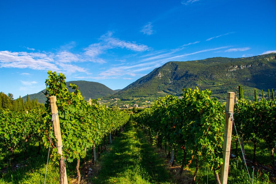 Weine des Gardasees: ein Weinberg