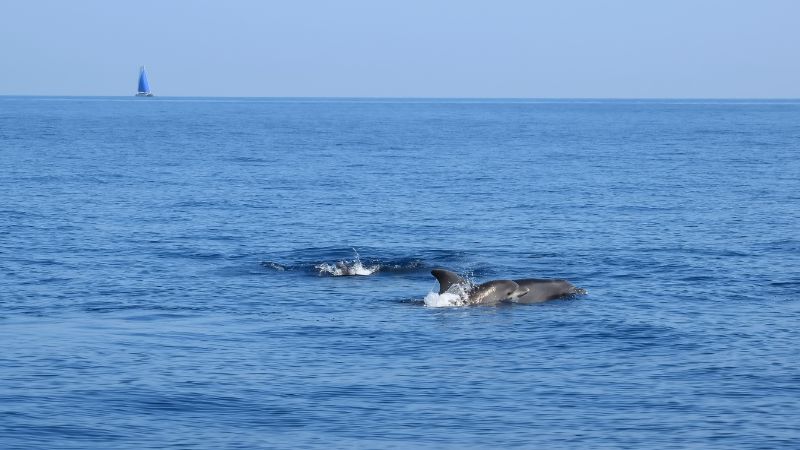 Delfine beobachten auf Elba