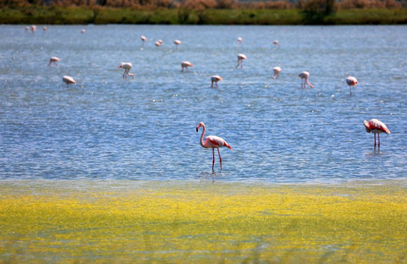 Flamingos in der Lagune von Venedig