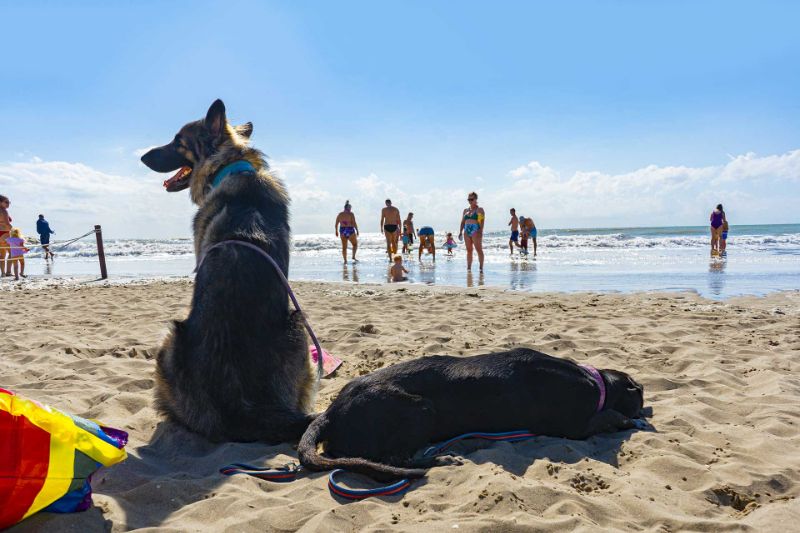 Warum Camping: Hunde am Strand